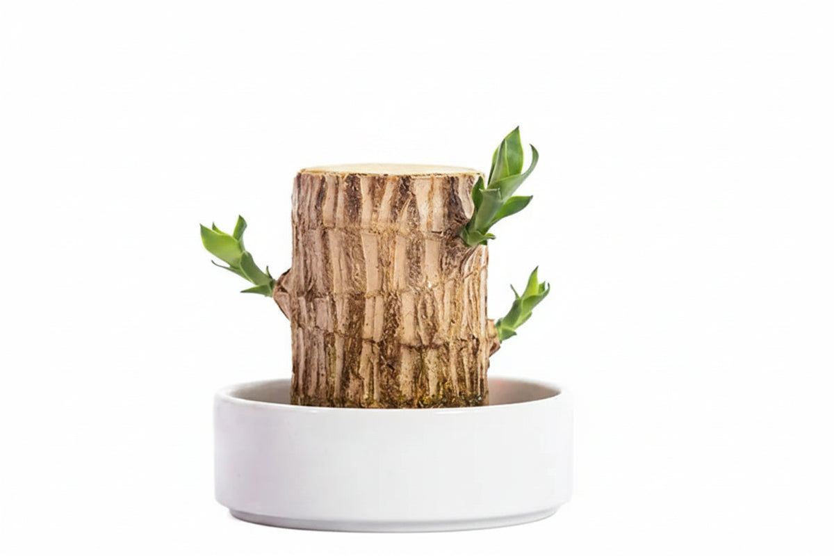 HarmonyWood | Breng rust in je huis met deze prachtige plant