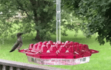 Mierenbestendige Hummingbird Feeder voor Buiten met Hangperch