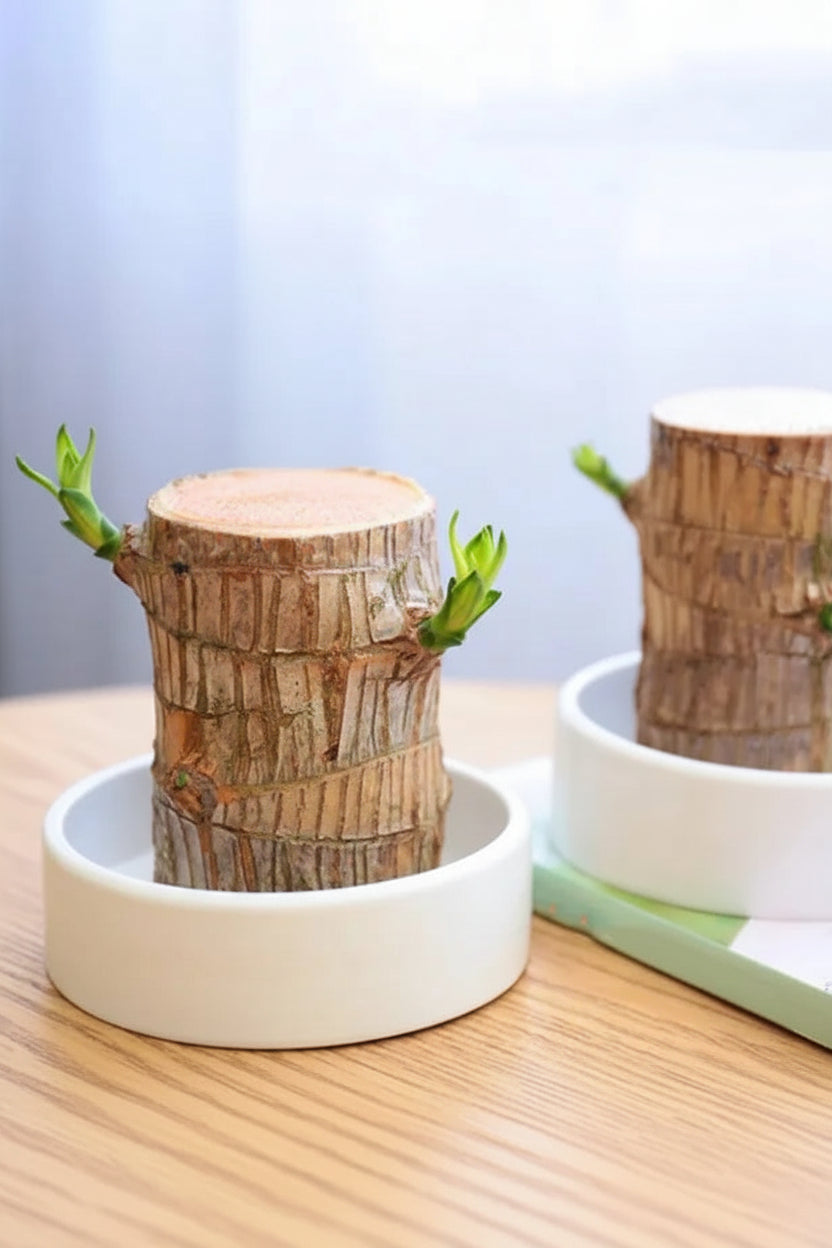 HarmonyWood | Breng rust in je huis met deze prachtige plant