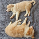 Zachte Puppy Dekens - SnuggleFur Fleece