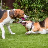 Interactief Honden Kauwspeelgoed – Met Kleurige Knopen en Rubbere Bal