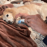 SilentPet Trimmer – Geluidsarme hondenknipper voor schone poten en gevoelige plekken