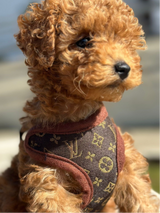 Hondentuig en Leinen-Set – PawLuxe