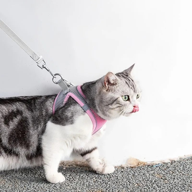Verstelbaar kattenharnas met lijn – WhiskerWander