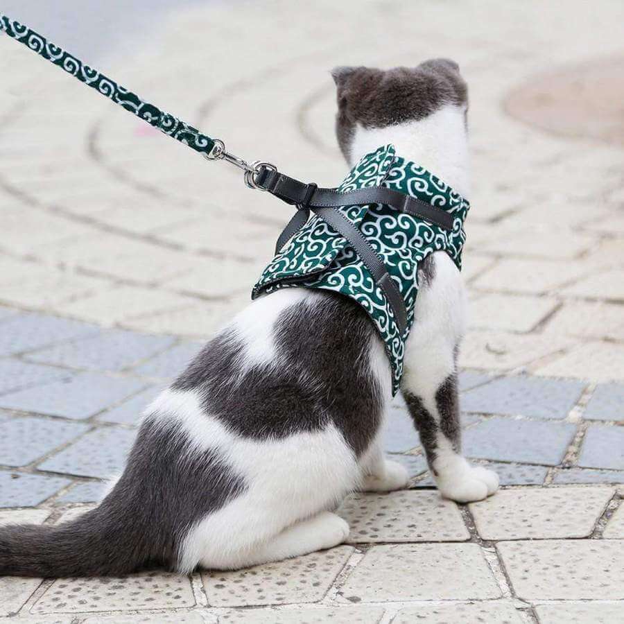 Kattenvest | Harnas Set | Comfortabel Verstelbaar Gaasvest | Perfect voor Wandelen, Joggen en Hiken | Maat XS-S | Inclusief Tractietouw 1,2m | Polyester | Ideaal voor Kittens en Volwassen Katten
