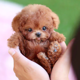 Hondenspeeltje - Levensechte Robot Hond Puppy