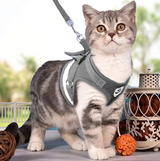 Kattentuigje met Lijn - Veiligheid & Comfort voor Avonturen