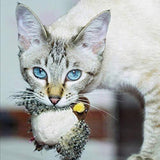 Interactief Katten Speelgoed - ChirpBird
