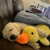 QuackyPaws - De Kalmerende Eend
