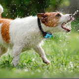 Oplaadbare, waterdichte hondentrainer