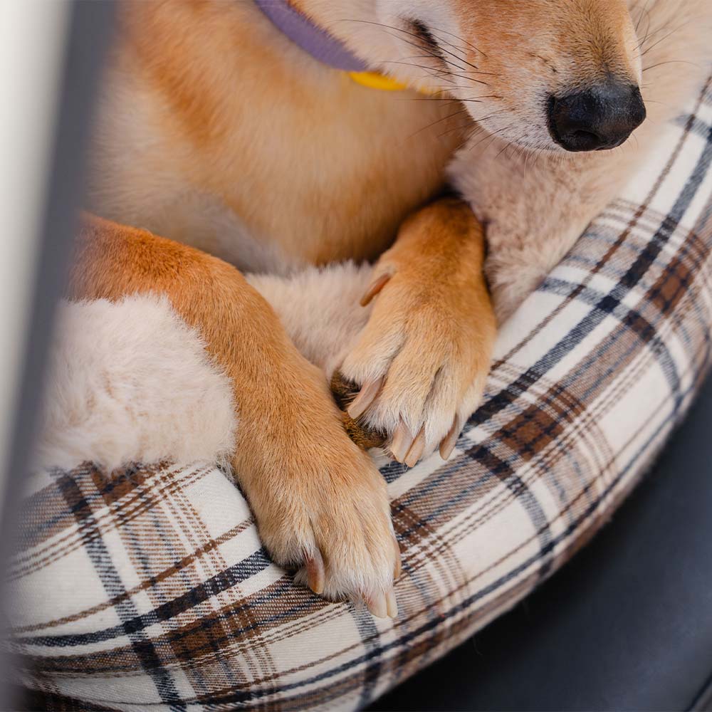 Pluche-autostoel voor huisdieren – RideSafe CozySeat