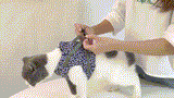 KittyComfort | Vliegtuigveilige kattenharnas-set