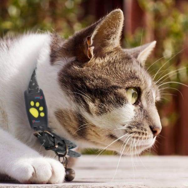 TrackCat - GPS Volgsysteem voor Katten met Real-Time Updates
