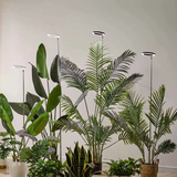 PlantLuxe | Groei lamp voor kamerplanten