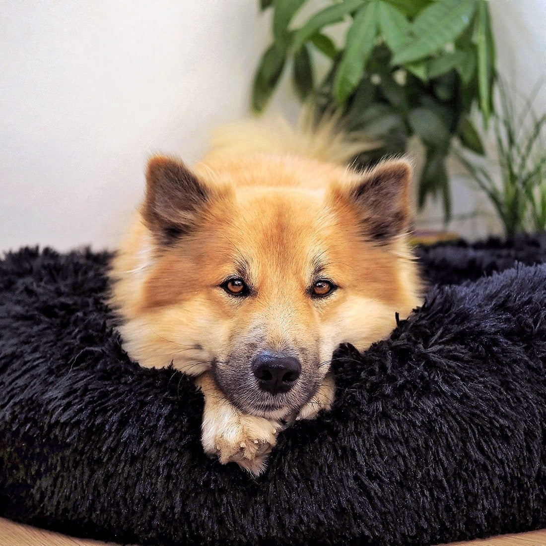 Hondenbed Fluffy Plus – Het Origineel
