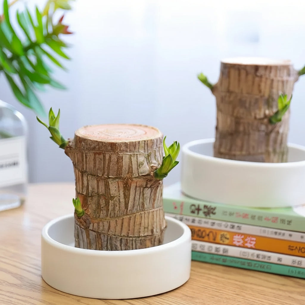 HarmonyWood | Breng rust in je huis met deze prachtige plant