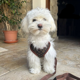 Hondentuig en Leinen-Set – PawLuxe