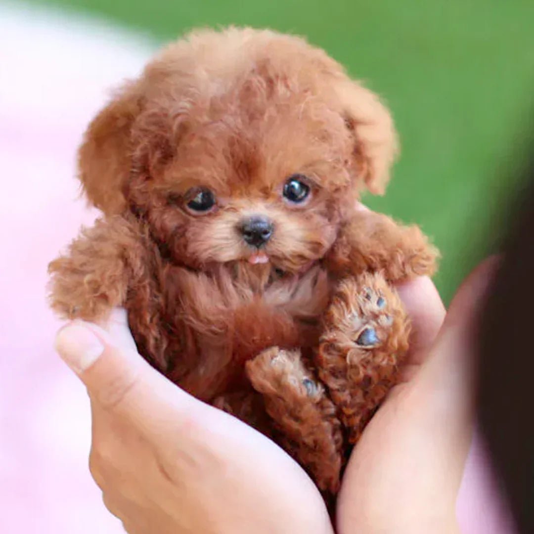 Interactieve Pluchen Hond met Realistische Bewegingen – Voor Kinderen & Senioren