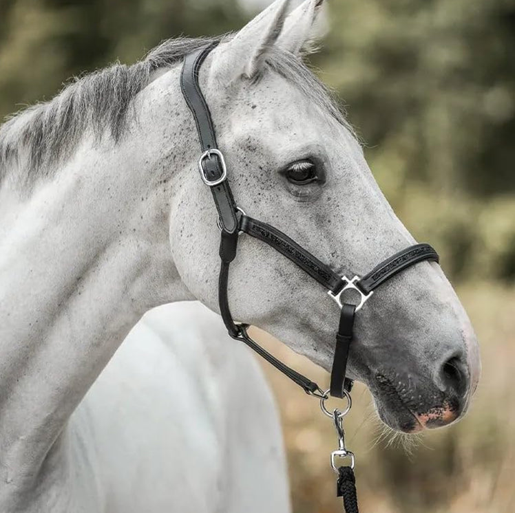 Paarden Adventskalender 2026