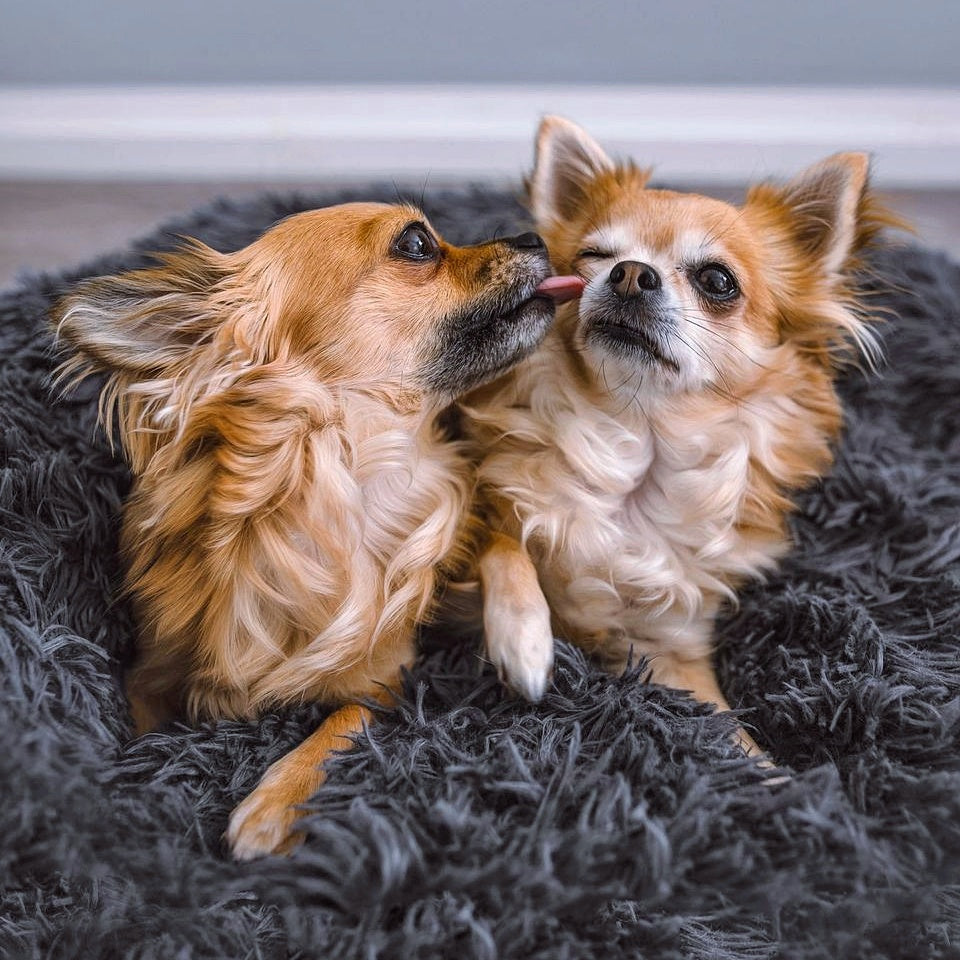 Hondenbed Fluffy Plus – Het Origineel