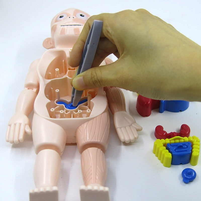 Leerzaam Anatomieset voor Kinderen – Dr. Bones