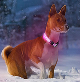 HondVeilig Pro - LED-halsband voor honden - Voel je veilig en stijlvol tijdens het uitlaten
