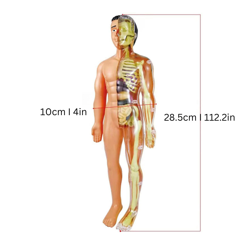 Onderwijs Anatomisch Model voor Kinderen - BioBouw