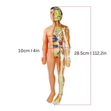 Onderwijs Anatomisch Model voor Kinderen - BioBouw