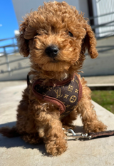 Hondentuig en Leinen-Set – PawLuxe