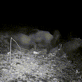 WildView | 16MP Nachtzicht Wildcamera met Bewegingssensor