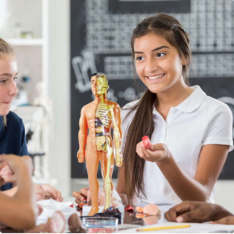 Onderwijs Anatomisch Model voor Kinderen - BioBouw