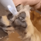 SilentPet Trimmer – Geluidsarme hondenknipper voor schone poten en gevoelige plekken
