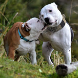 Verstelbare Nylon Hondenhalsband – Comfort en Controle voor Grote Honden