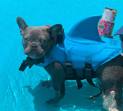 Hondenzwemmers - AquaPup