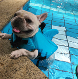 Hondenzwemmers - AquaPup