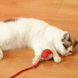 Interactieve Jachtbal voor Katten - PouncePal