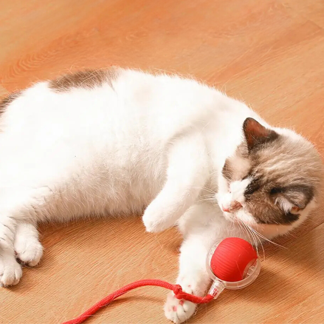 Interactieve Jachtbal voor Katten - PouncePal