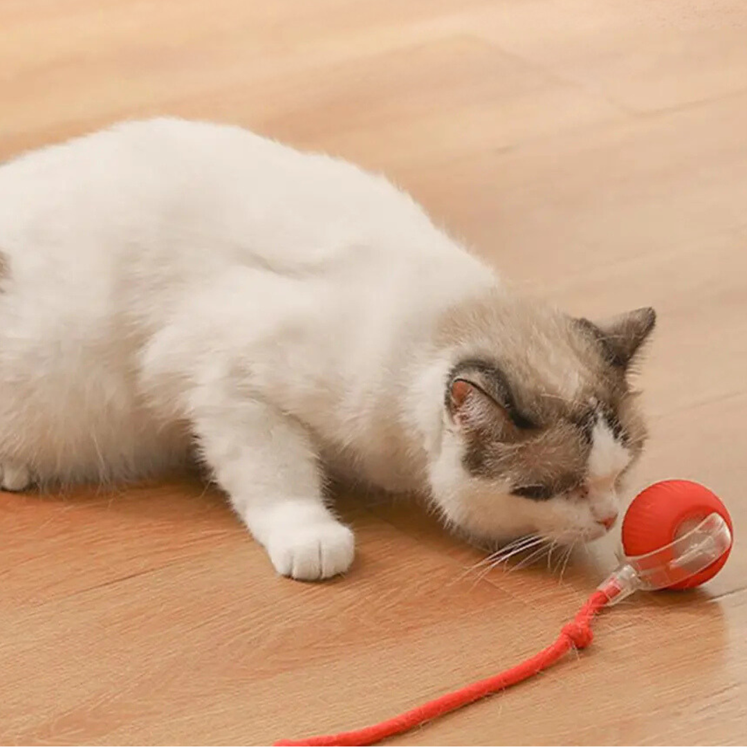 Interactieve Jachtbal voor Katten - PouncePal