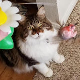 Maten Interactief Katten Speelgoed – Purrfect Play