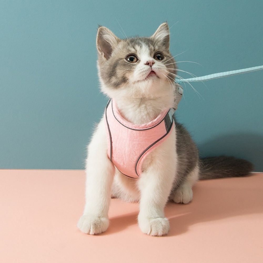 Kattenharnas – Oscar