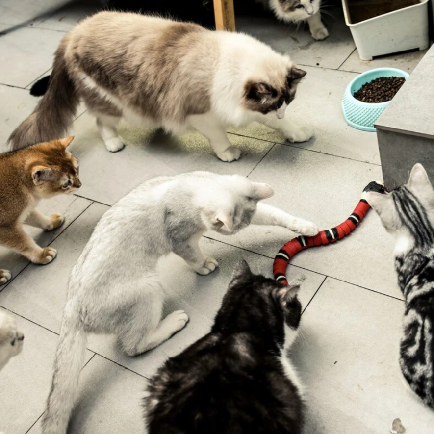 Katten-Jagdspeelgoed - SlitherPlay