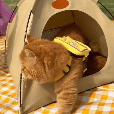 Koelende Kattenzelt - CoolCat Retreat