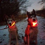 HondVeilig Pro - LED-halsband voor honden - Voel je veilig en stijlvol tijdens het uitlaten
